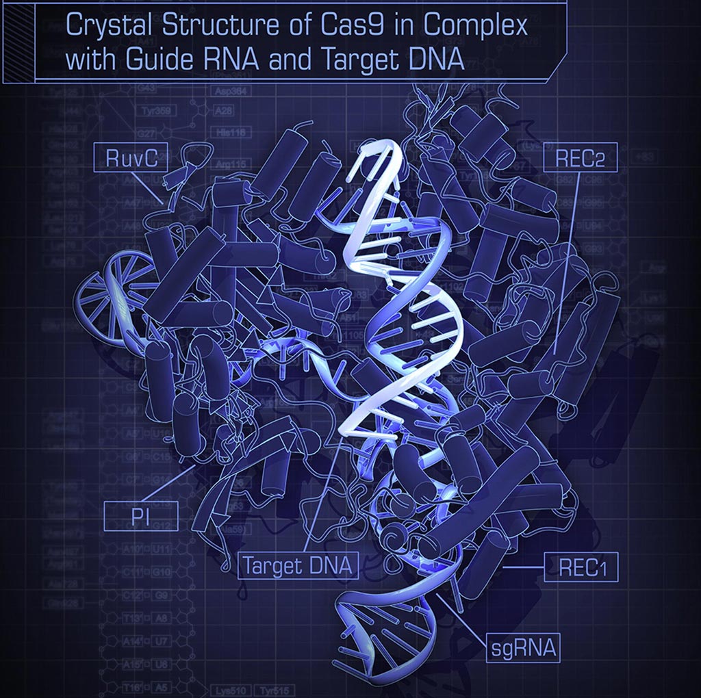 Image: The crystal structure of S. pyogenes Cas9 in complex with sgRNA and its target DNA at 2.5-Angstrom resolution (Photo courtesy of Wikimedia Commons).