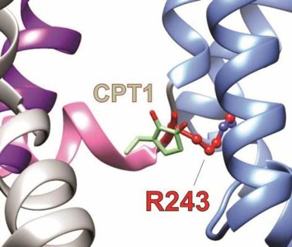 Image: Two components of Mallotus leaf extract bind to a previously unrecognized binding site on KCNQ1, a potassium channel essential for controlling electrical activity in many human organs. The image shows a computer model illustrating the novel herbal component, CPT1, an isovaleric acid molecule (green), occupying a novel binding site (R243, red) to activate KCNQ1 (Photo courtesy of Dr. Geoffrey Abbott, University of California, Irvine School of Medicine).