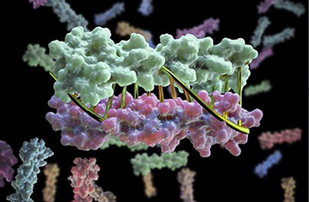 Image: Proteins designed in the lab can now zip together in much the same way that DNA molecules zip up to form a double helix. The technique could enable the design of protein nanomachines that can potentially help diagnose and treat disease, allow for the more exact engineering of cells, and perform a wide variety of other tasks (Photo courtesy of the Institute for Protein Design, University of Washington).