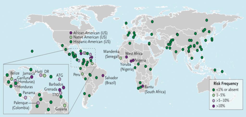 Image: The APOL1 G1 and G2 risk alleles in 111 global reference populations (Photo courtesy of the Icahn School of Medicine).