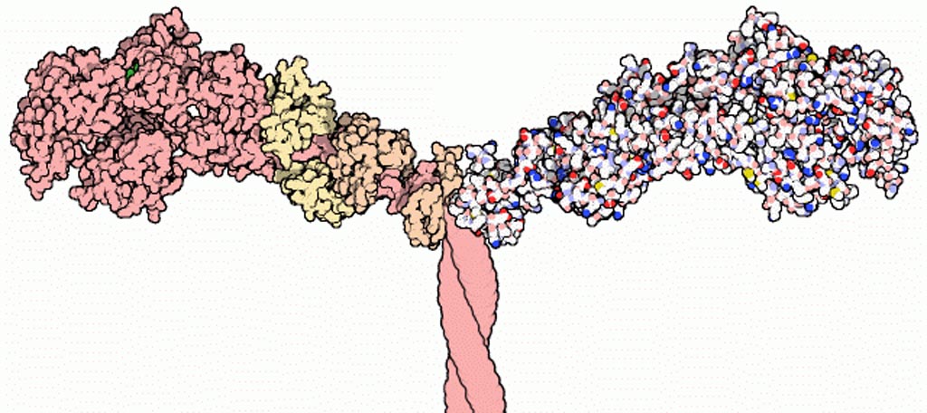 Image: Part of the Myosin II structure. Atoms in the heavy chain are colored pink (on the left-hand side); atoms in the light chains are colored faded-orange and faded-yellow (also on the left-hand side) (Photo courtesy of Wikimedia Commons).