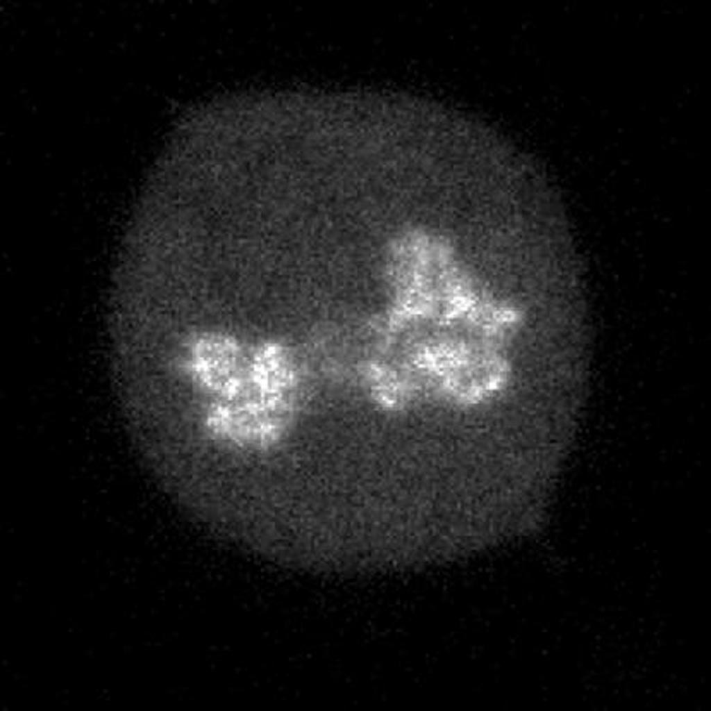 Image: A photomicrograph showing the CDX2 transcription factor localized to mitotic chromosomes (Photo courtesy of Dr. David Suter, Ecole Polytechnique Fédérale de Lausanne).