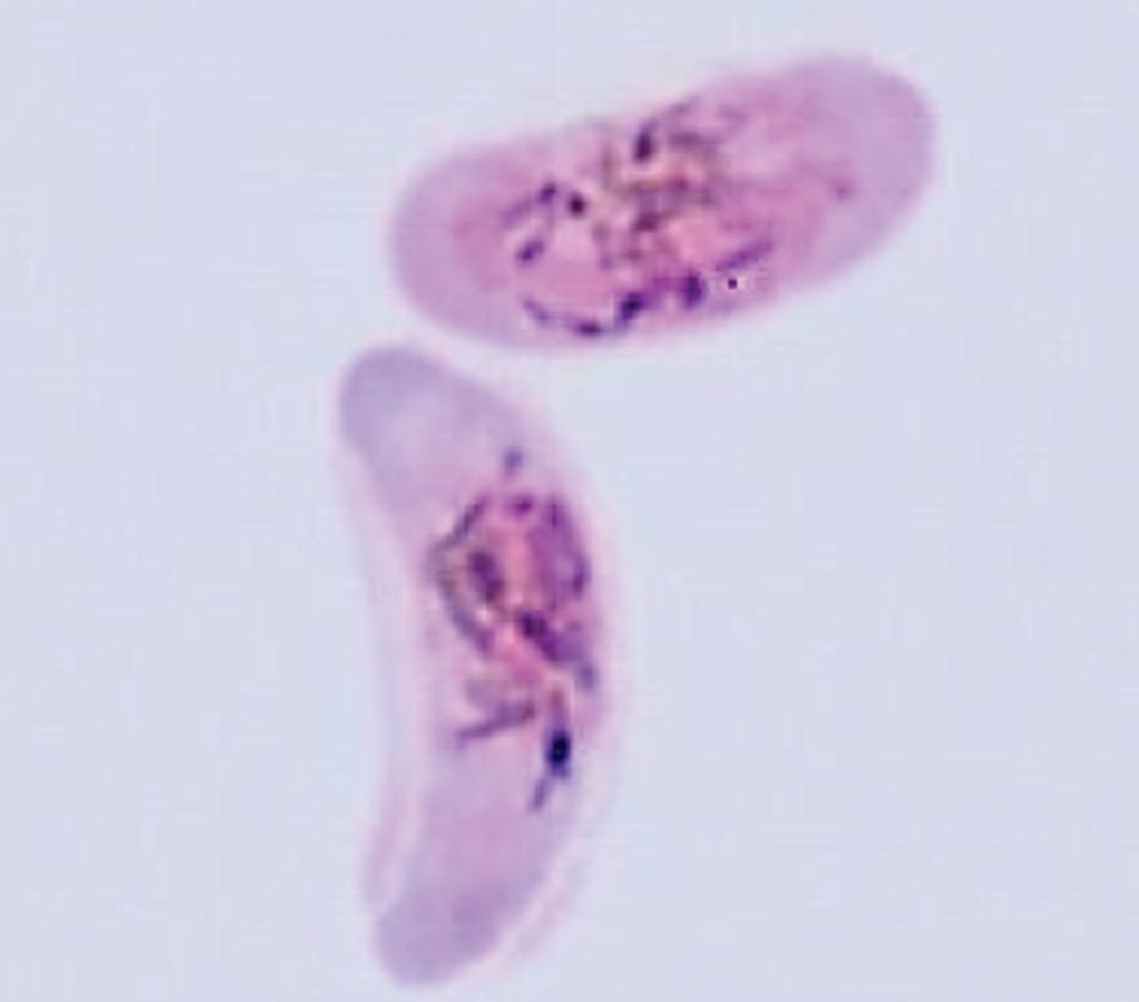 Image: A male and a female gametocyte of Plasmodium falciparum (Photo courtesy of Professor David Baker).