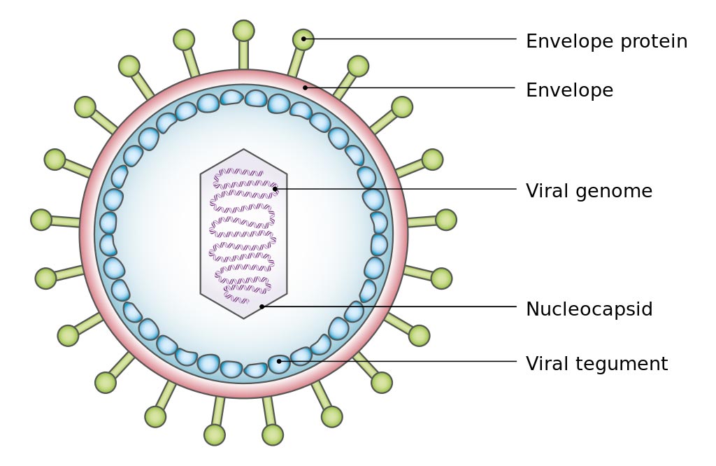 Image: A simplified diagram of the structure of Epstein-Barr virus (EBV) (Photo courtesy of Wikimedia Commons).