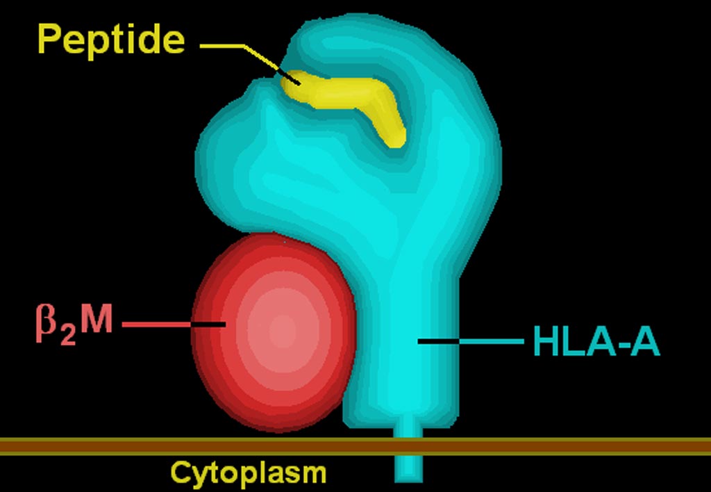 Image: An illustration of HLA-A complexed with HIV TAX peptide (Photo courtesy of Wikimedia Commons).