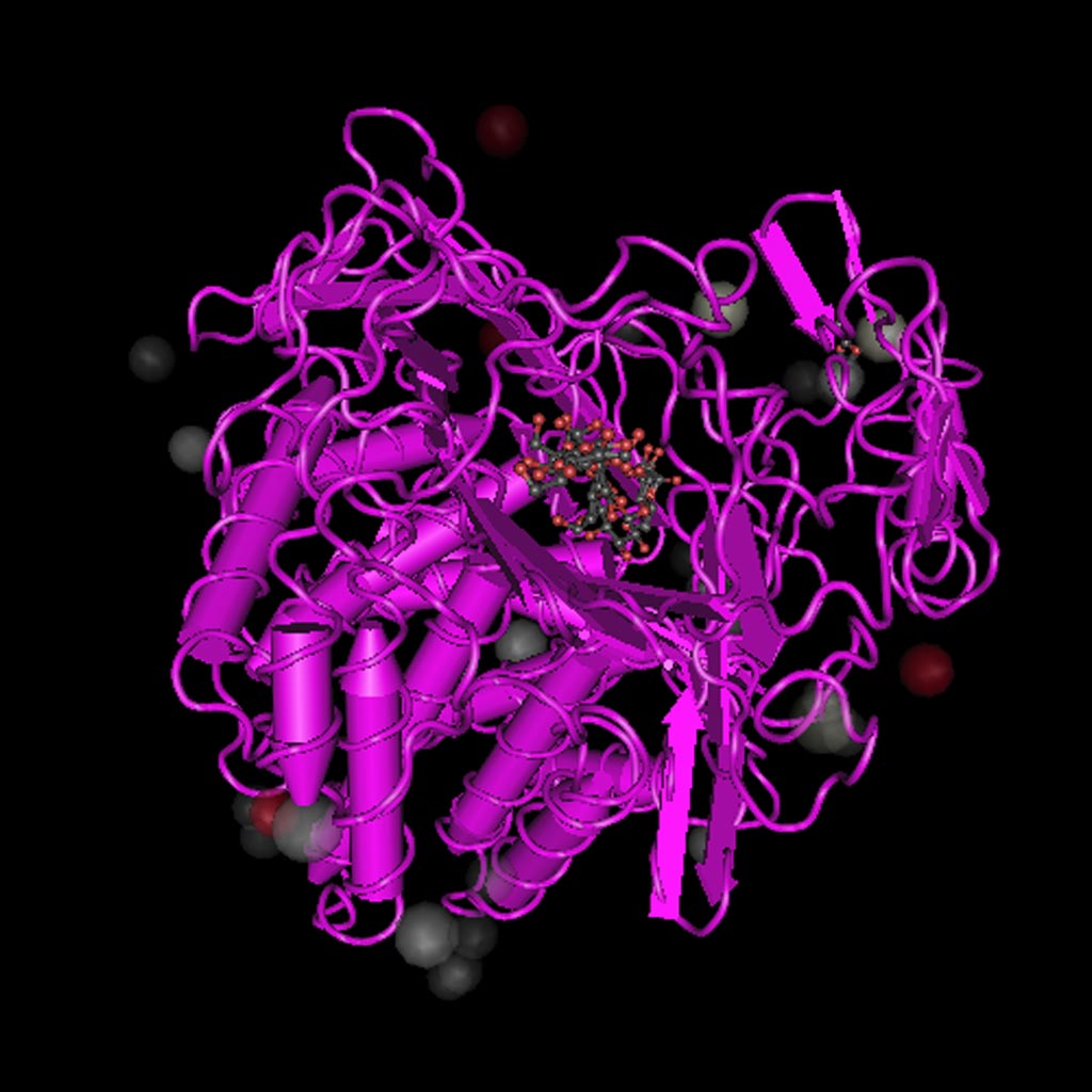 Image: T. fusca, a source of Cas3 nuclease (Photo courtesy of Microbe Wiki).