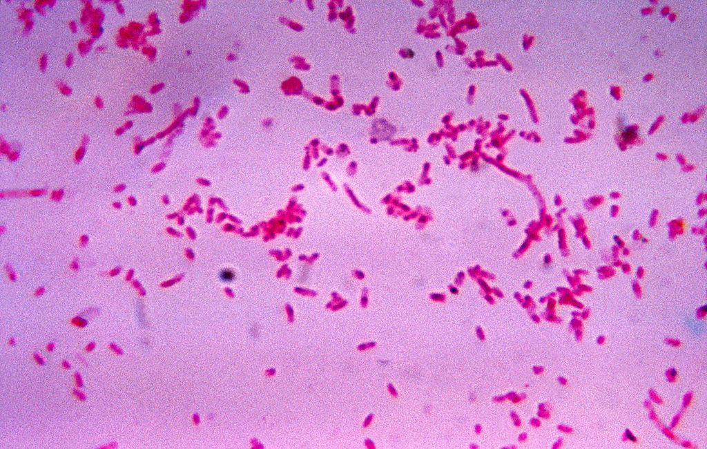 Image: Fusobacterium novum in liquid culture. Fusobacterium flourishes in colon cancer cells, and is often also associated with ulcerative colitis (Photo courtesy of the CDC).