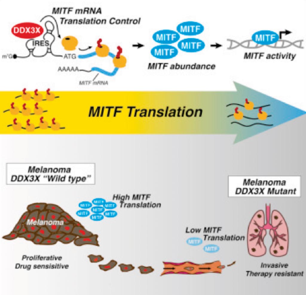 Image: A diagram of how the X-Linked DDX3X RNA helicase dictates translation reprogramming and metastasis in melanoma (Photo courtesy of Lund University).