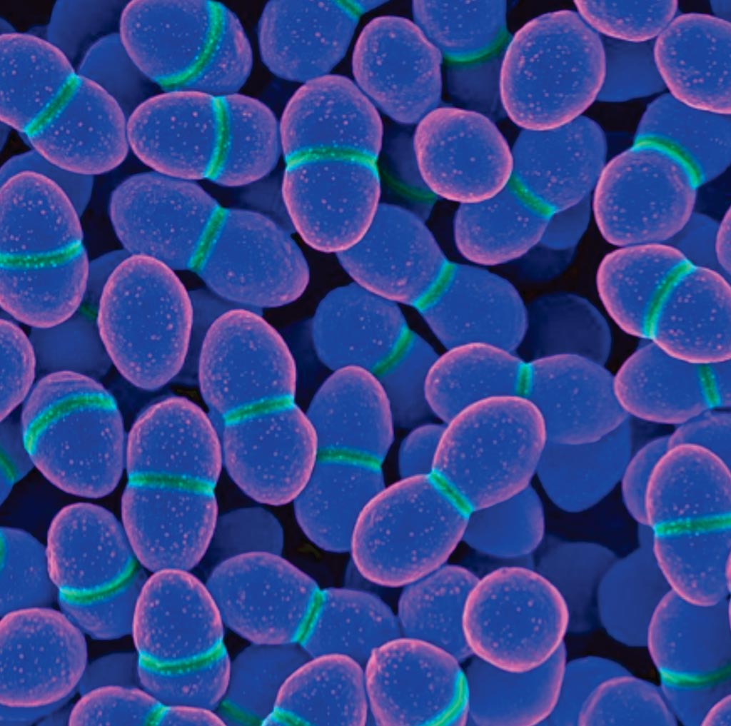 Image: A colored scanning electron micrograph (SEM) of Enterococcus faecalis. These bacteria generate 12,13-diHOME and the concentration of the lipid itself in the babies’ stool samples predicted which infants went on to develop allergies (Photo courtesy of Pete Wardell/CDC).