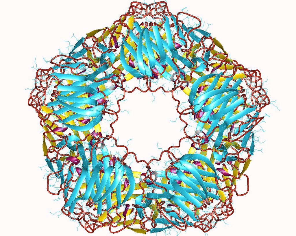 Модель человеческого С-реактивного белка (СРБ). Фото любезно предоставлено Wikimedia Commons.