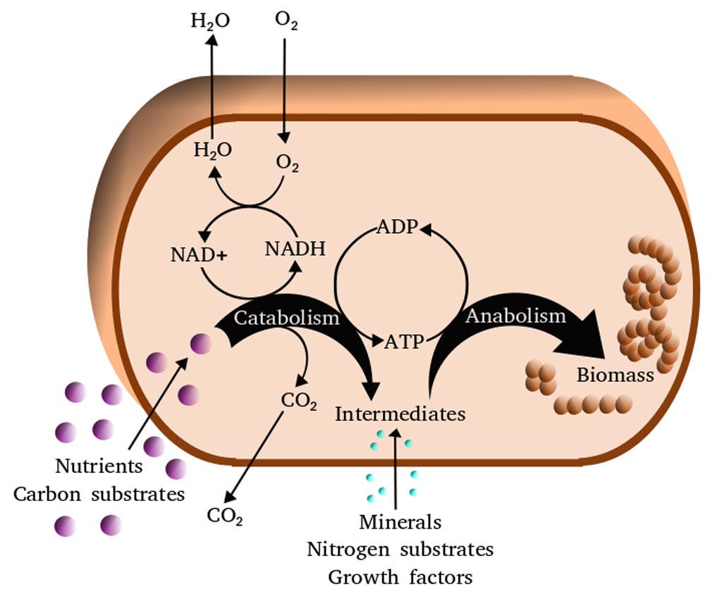 Упрощенная схема клеточного метаболизма (фото любезно предоставлено Wikimedia Commons).