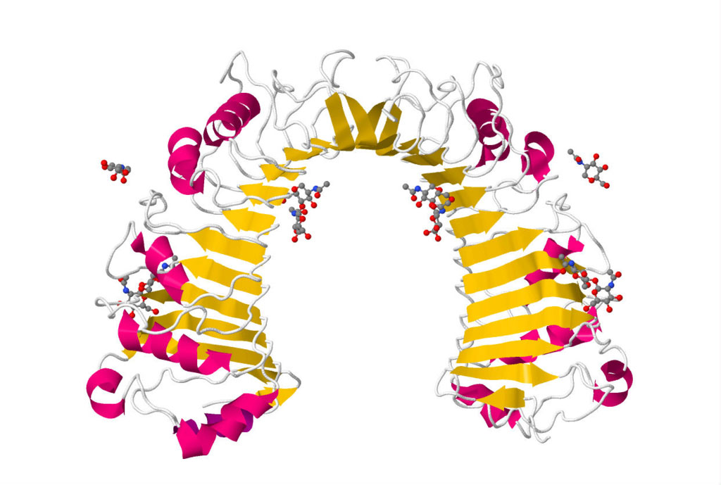 Image: Crystal structure of CD14 protein and its implications for lipopolysaccharide signaling (Photo courtesy of Wikimedia Commons)