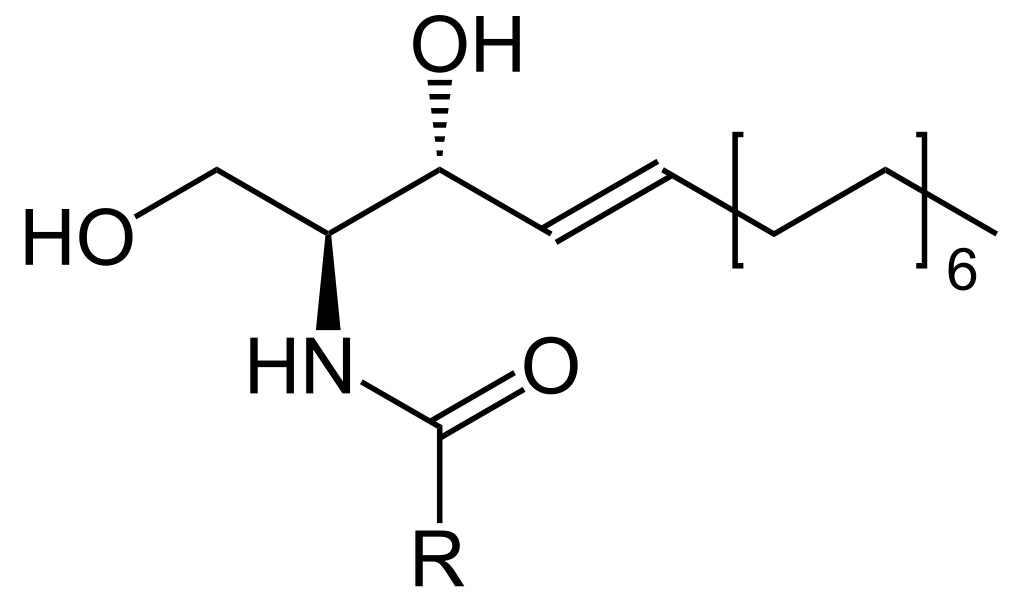 Image: Ceramide structure: R represents the alkyl portion of a fatty acid (Photo courtesy of Wikimedia Commons)