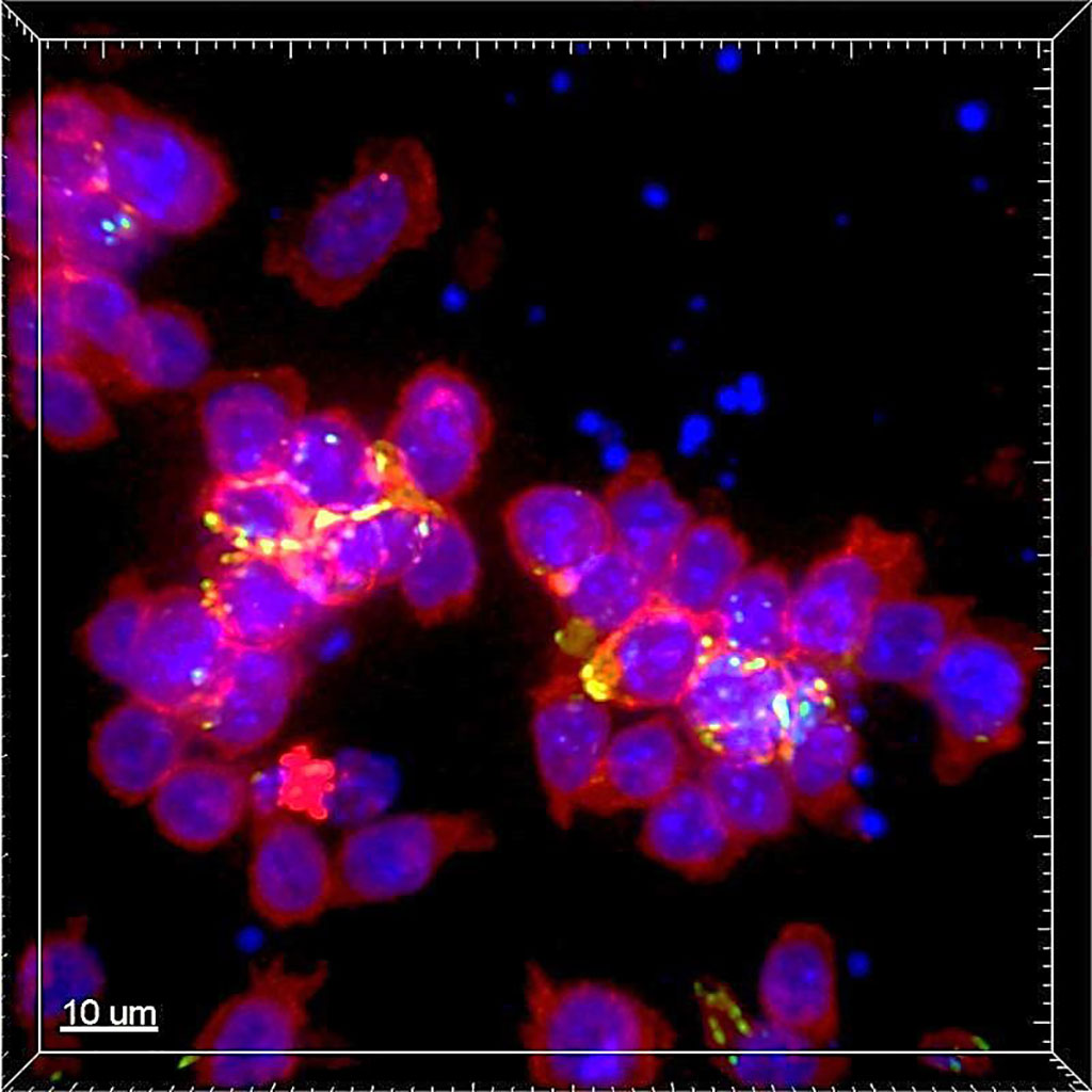 Image: This photomicrograph depicts T cells interacting with each other. Cell surfaces are labeled in red, cell nuclei in blue, and receptors mediating communication in green (Photograph courtesy of Immunity).