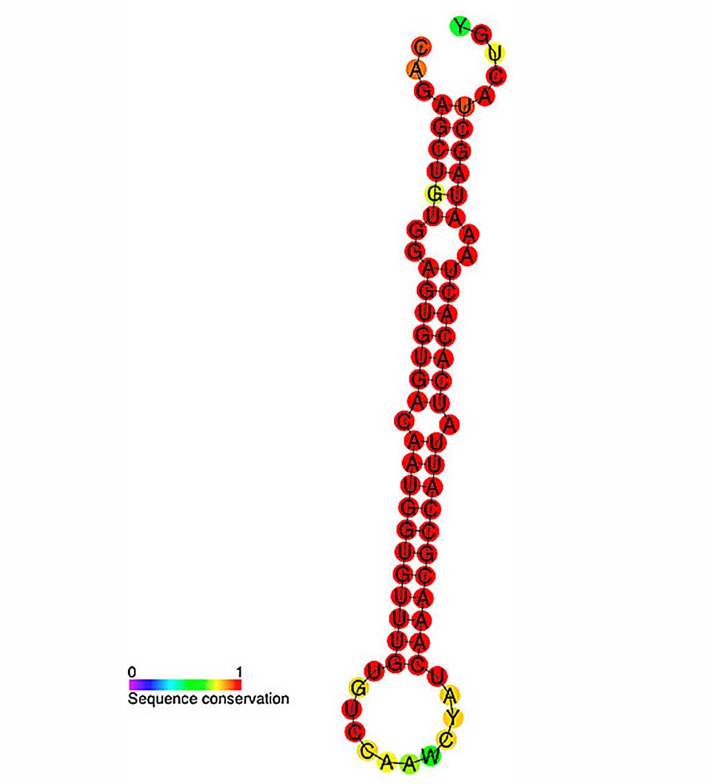 Image: MicroRNA miR-122 secondary structure and sequence conservation (Photo courtesy of Wikimedia Commons)