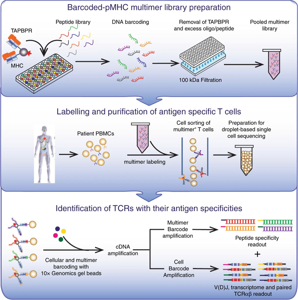 Image: Linking peptide specificities with T cell transcriptomes (Photo courtesy of University of California, Santa Cruz).