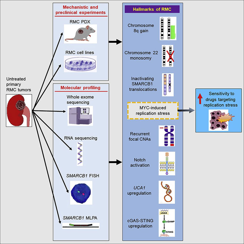 Image: Schematic diagram of Molecular Characterization Identifying Distinct Molecular Hallmarks of Renal Medullary Carcinoma (Photo courtesy of University of Texas MD Anderson Cancer Center).