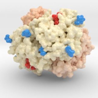 Model of the HbA1c molecule (image courtesy of Biologic Models)