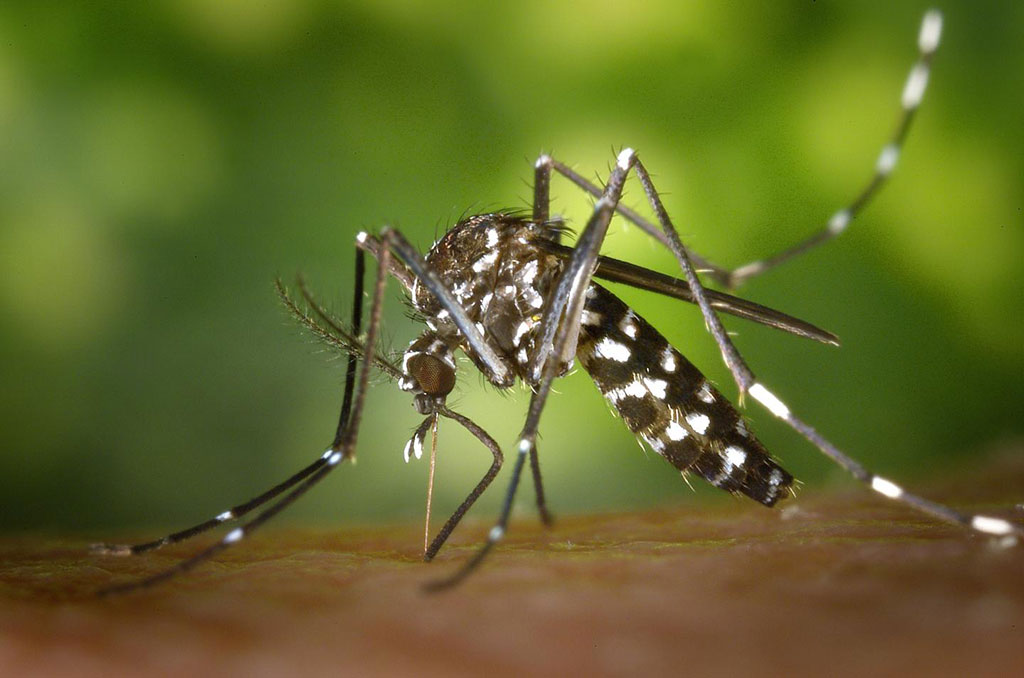 Image: The Aedes aegypti mosquito can spread various tropical diseases including dengue, zika, and chikungunya, which have similar symptoms (Photo courtesy of Gwangju Institute of Science and Technology)