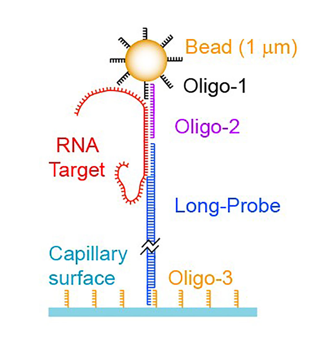 Image: The signal of SMOLT is generated by the displacement of micron-size beads tethered by DNA long-probes that are between 1 and 7 microns long. The molecular extension of thousands of DNA probes is determined with sub-micron precision using a robust, rapid and low-cost optical approach (Photo courtesy of Scanogen).