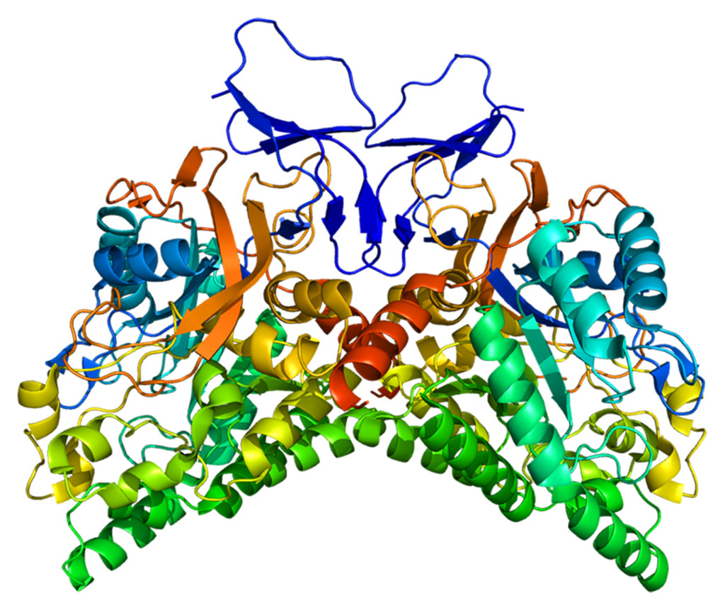 Image: Structure of the CRMP1 protein (Photo courtesy of Wikimedia Commons)