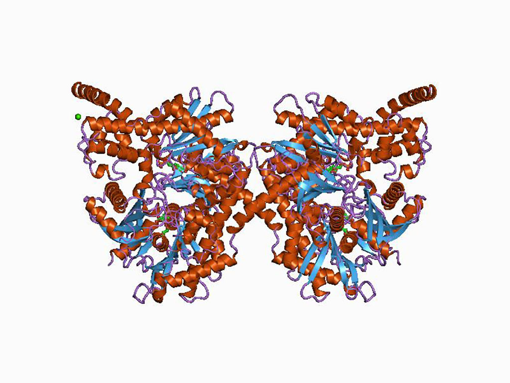 Image: Cartoon representation of the molecular structure of the hexokinase-2 (HK2) protein (Photo courtesy of Wikimedia Commons)