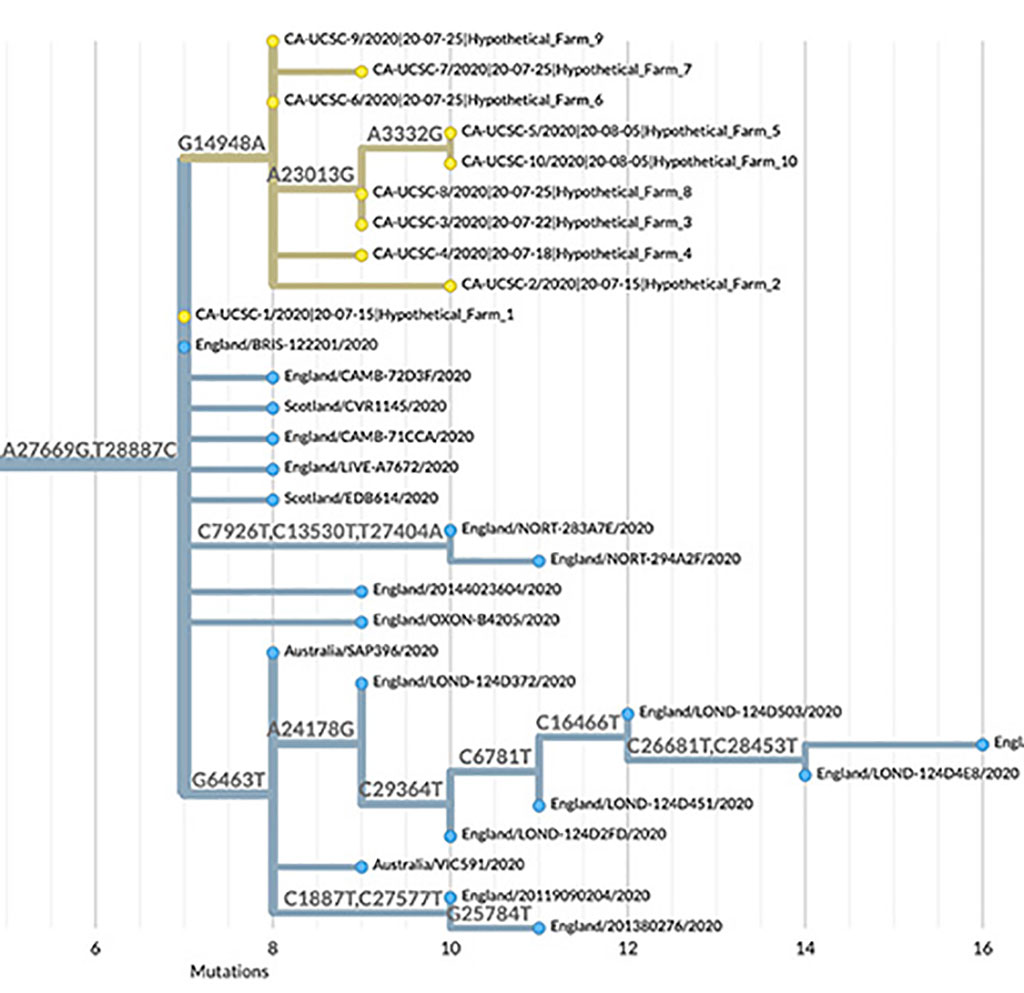 Image: In this example of UShER results, displayed using Nextstrain, sequences representing a hypothetical outbreak are yellow, previously sampled sequences are blue, and branches are labeled by nucleotide mutations (Photo courtesy of UCSC Genomics Institute)