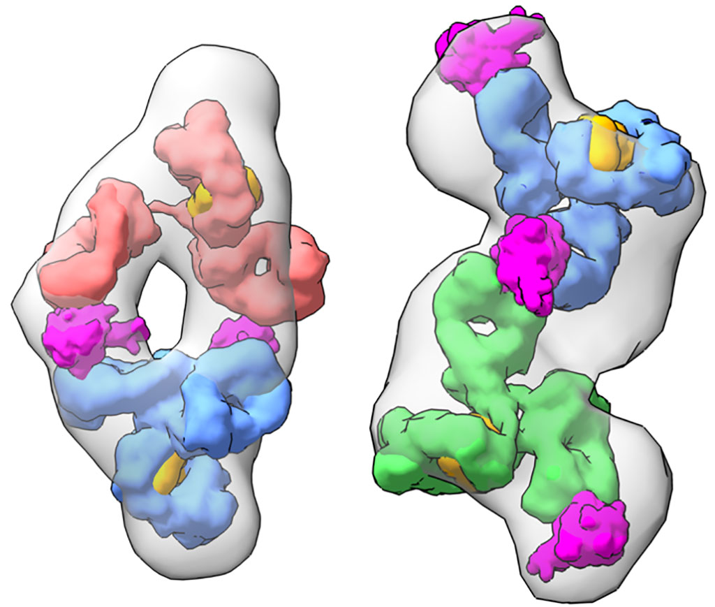 Image: Molecular models constructed from the X-ray data show different antibodies bound to the SARS-CoV-2 nucleocapsid protein (pink). The scientists determined that the linear arrangement (right) has higher detection sensitivity than the sandwich arrangement (left). (Photo courtesy of Berkeley Lab)