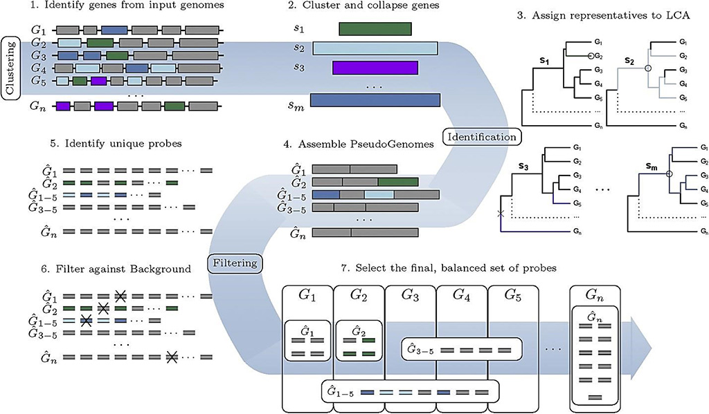 Image: The workflow of the HUBDesign pipeline: Probe design for simultaneous, targeted capture of diverse metagenomic targets (Photo courtesy of McMaster University)