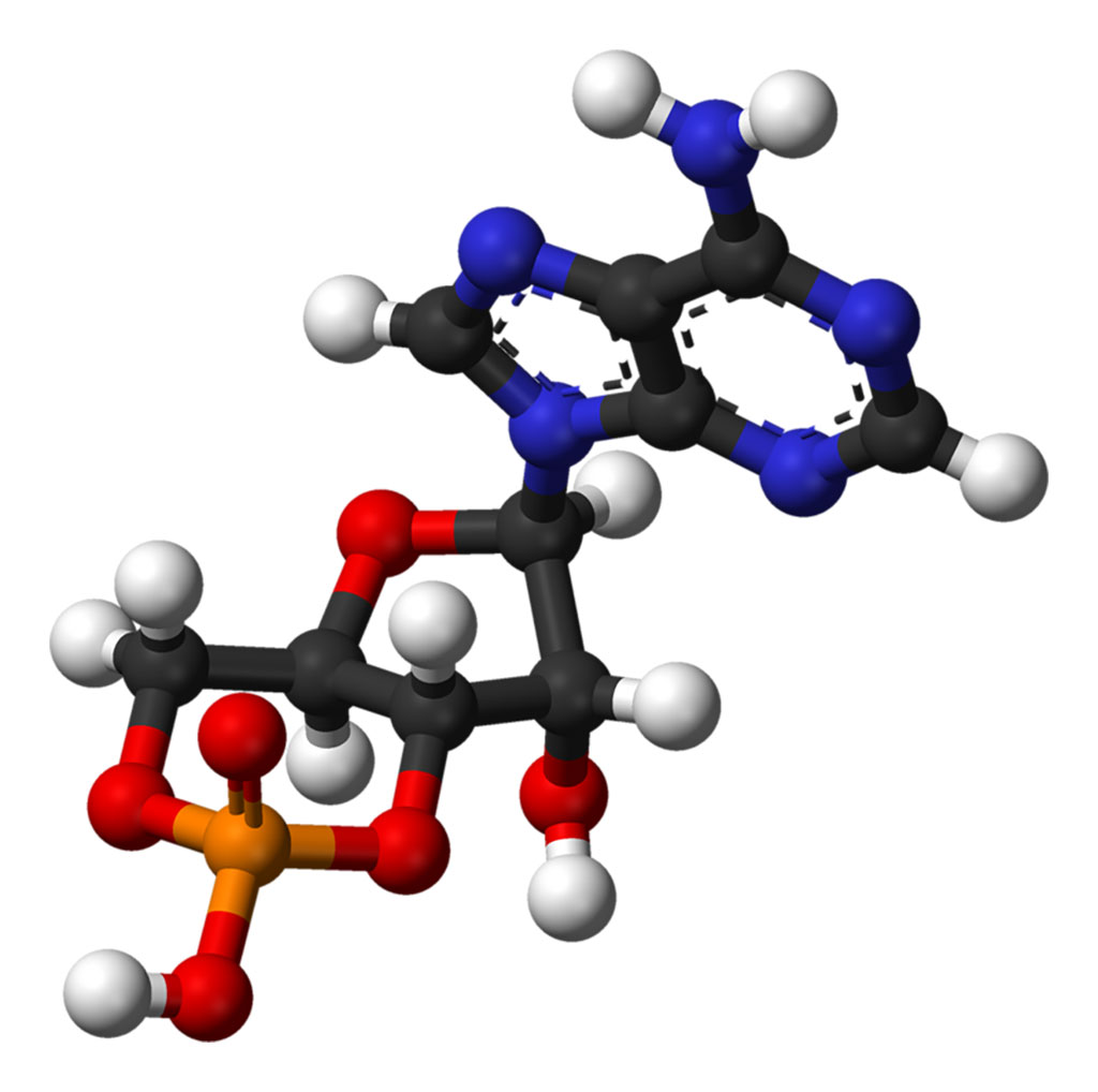 Image: Ball-and-stick model of the cyclic adenosine monophosphate (cAMP) molecule (Photo courtesy of Wikimedia Commons)