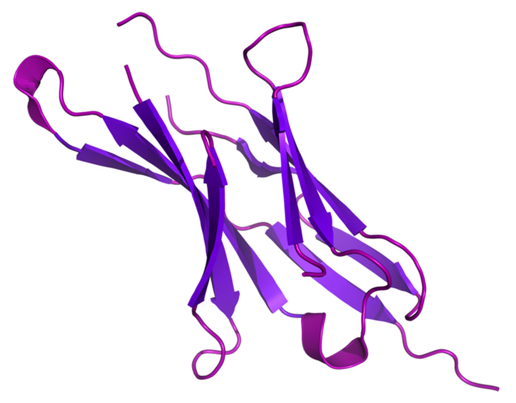 Image: Model of the PD-1 (Programmed cell death protein 1) protein. Only a subset of recurrent glioblastomas respond to anti-PD-1 immunotherapy (Photo courtesy of Wikimedia Commons)