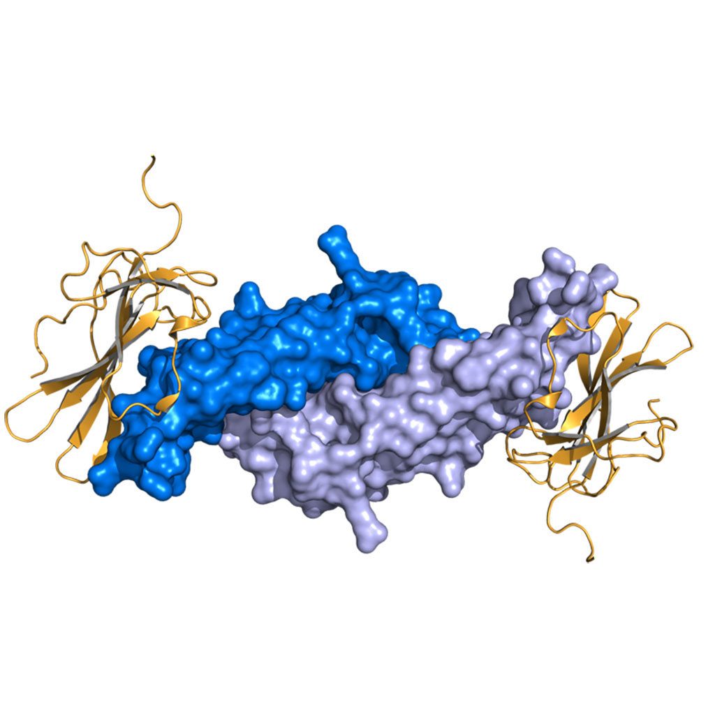 Image: Three-dimensional crystal structure of Anti-müllerian hormone bound to its receptor, AMHR2 (Photo courtesy of Wikimedia Commons)