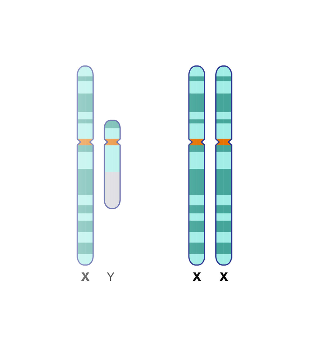 Image: X chromosome Genes Linked to Male Infertility (Photo courtesy of National Human Genome Research Institute)