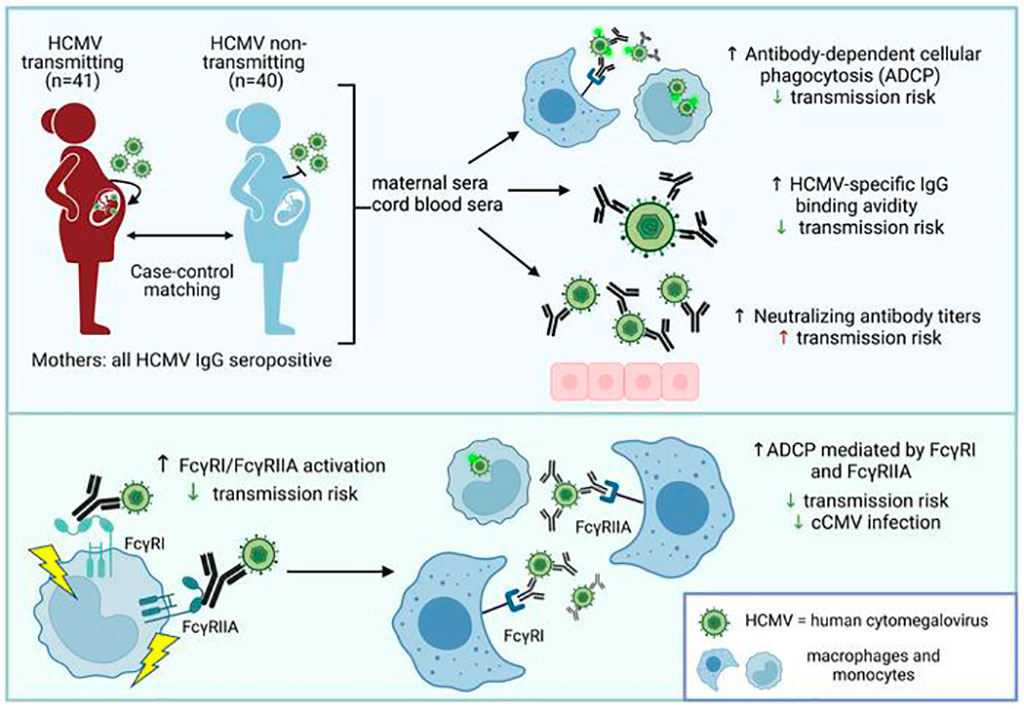 Image: Maternal Fc-mediated non-neutralizing antibody responses correlate with protection against congenital human cytomegalovirus infection (Photo courtesy of Weill Cornell School of Medicine).