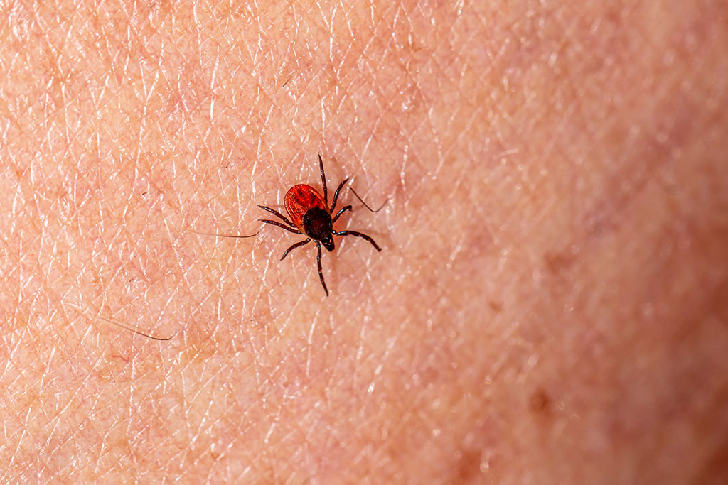 Image: A new tool could more quickly detect tick-borne diseases via blood sample on single chip (Photo courtesy of Pexels)