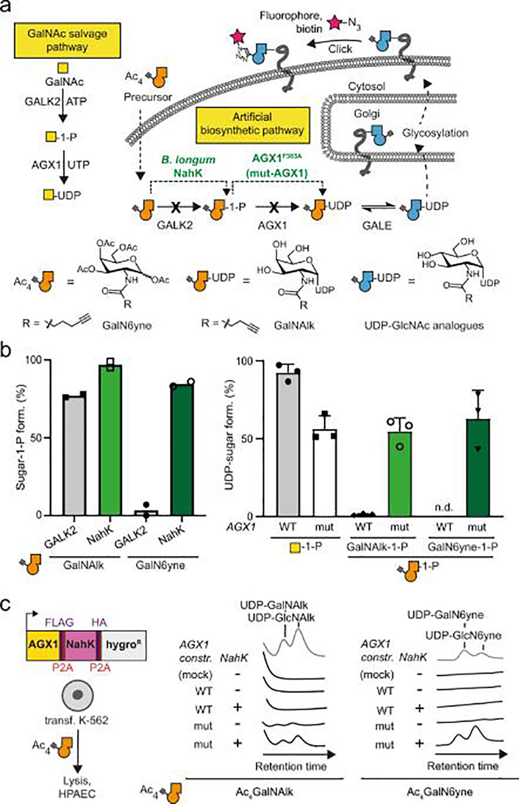 Image: Development of an artificial biosynthetic pathway for chemically tagged UDP-GalNAc/GlcNAc analogues (Photo courtesy of Benjamin Schumann, PhD)