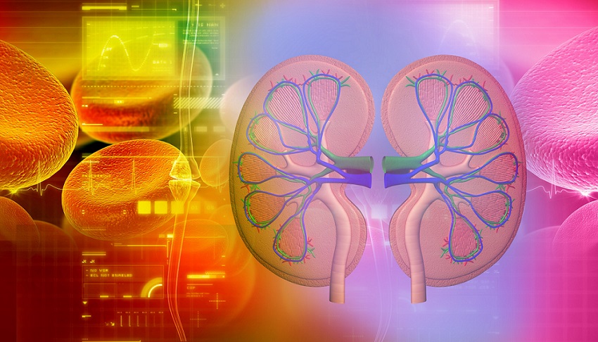 Image: Novel biomarkers could identify diabetic kidney disease at an earlier stage (Photo courtesy of 123RF)