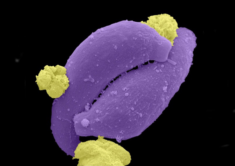 Image: False-colored scanning electron micrograph of two Plasmodium ookinetes (purple) (Photo courtesy of Leandro Lemgruber)