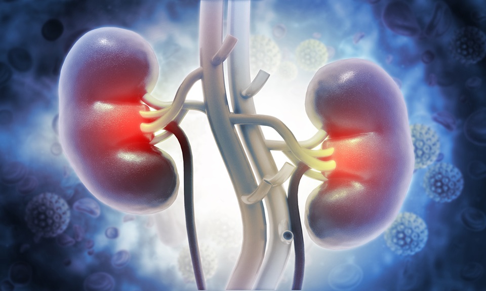 Image: A simple method can predict risk of worsening of widespread kidney disease (Photo courtesy of 123RF)