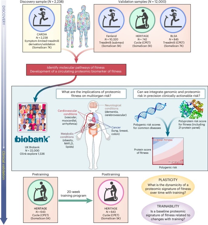 Image: Proteomic analysis of cardiorespiratory fitness for prediction of mortality and multisystem disease risks (Photo courtesy of Perry, A.S., Farber-Eger, E., Gonzales, T. et al.; doi.org/10.1038/s41591-024-03039-x)