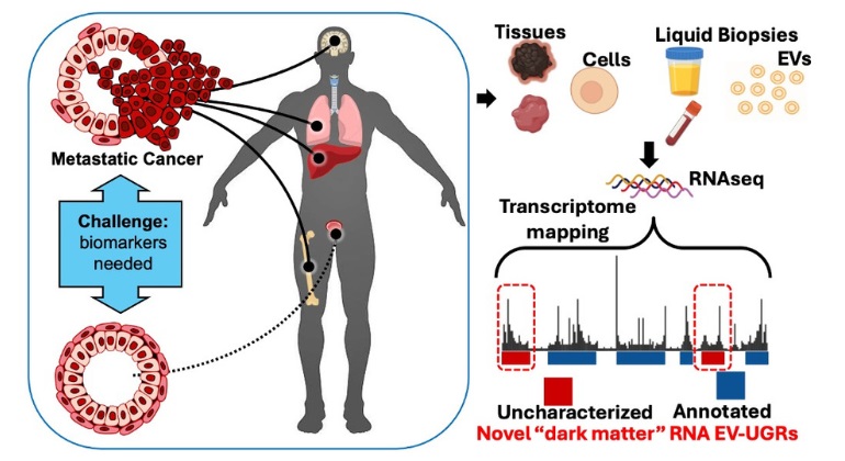 Image: Researchers have found a new class of RNA in blood nanoparticles (Photo courtesy of Laboratory of Navneet Dogra, PhD, Icahn Mount Sinai)