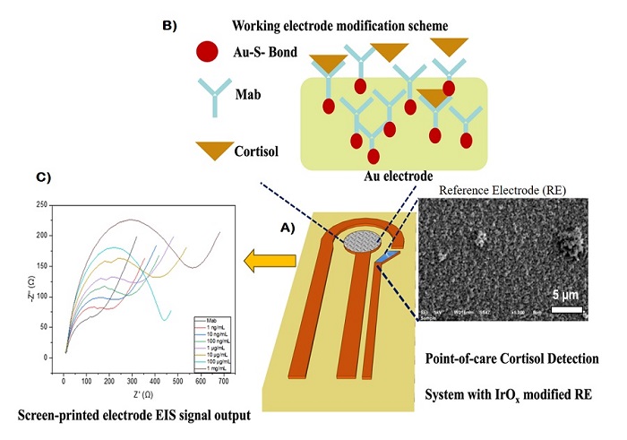 Image: A new and improved detector can accurately measure levels of cortisol – a stress biomarker in the blood (Photo courtesy of XJTLU/https://doi.org/10.1016/j.talanta.2024.126776)