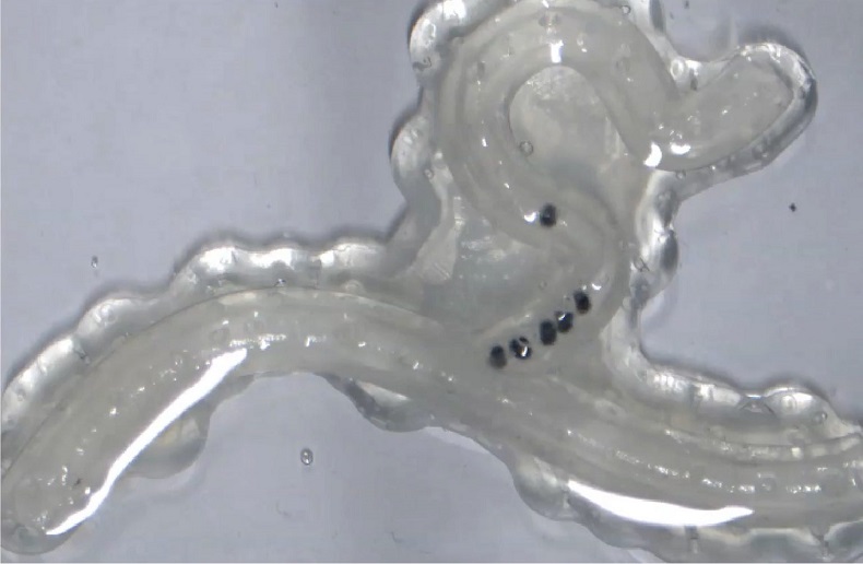 Image: Group of capsules moving in tubular tortuous structures and sampling liquids (Photo courtesy of Vanderbilt University)