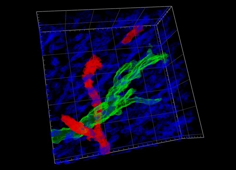 Image: A glioblastoma tumor cell (green) present in the white matter (blue) near a blood vessel (red), visualized via the novel three-photon microscopy workflow Deep3P (Photo courtesy of EMBL/Heidelberg University)