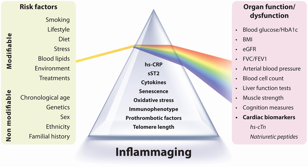 Image: Integration of inflammaging biomarkers with organ function markers (Photo courtesy of Aging; https://doi.org/10.18632/aging.206136)