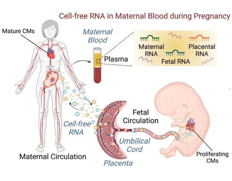 Image: Schematic overview of maternal biomarker discovery using cell-free RNA during pregnancy (Photo courtesy of Circulation Research (2024). DOI: 10.1161/CIRCRESAHA.124.325024)