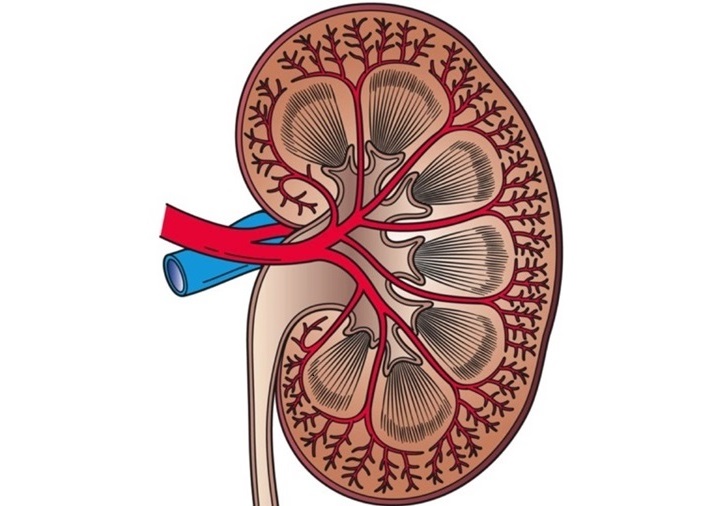 Image: The sensor measures SDMA levels in urine with high accuracy (Photo courtesy of \"Kidney Cross Section\" Artwork by Holly Fischer)