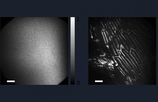 Image: Microscopic image of cells in a conventional optical microscope (left) and the processed image with the new technique (right) (Photo courtesy of Omri Haim and Jeremy Boger-Lombard)