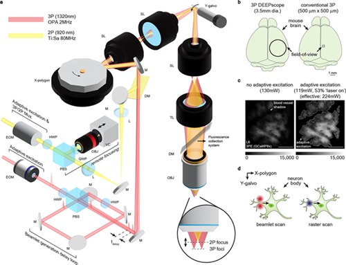 Image: A large field-of-view, single-cell-resolution two- and three-photon microscope for deep and wide imaging (Photo courtesy of Mok, A.T., Wang, T., Zhao, S. et al.; doi.org/10.1186/s43593-024-00076-4)