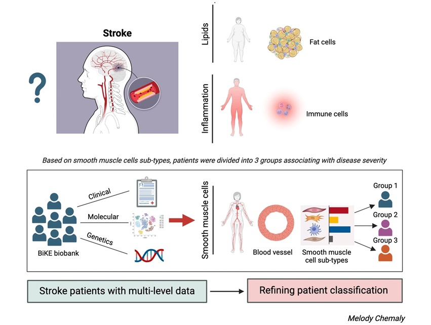 Image: Patients can be divided into three groups with different disease severity based on composition of smooth muscle cells in blood vessels (Photo courtesy of Melody Chemaly)